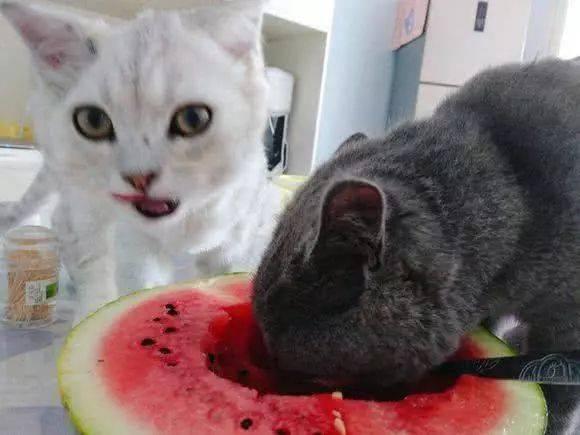 吃瓜的猫子,吃瓜猫子的趣味生活揭秘