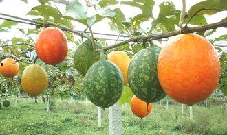 金丝吊瓜怎么吃,解锁夏日清凉新选择