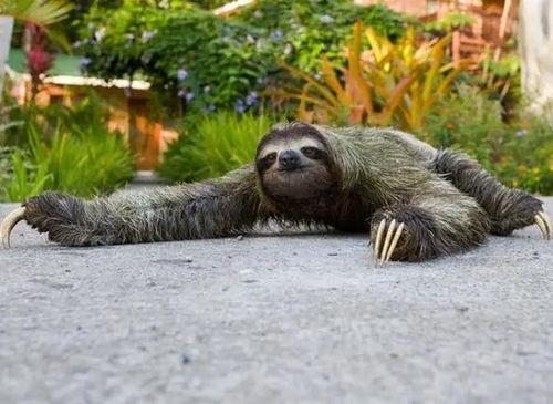 什么动物吃白瓜,食草动物的天赐美食