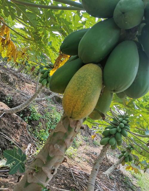 云南西双版纳吃瓜,热带风情中的甜蜜之旅