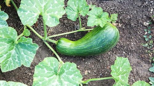 泸州吃瓠瓜中毒,警惕食品安全隐患