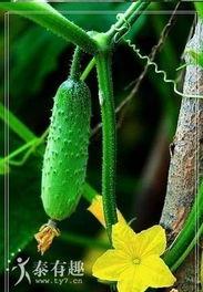 新鲜瓜花怎么吃,探索新鲜瓜花的多样美味