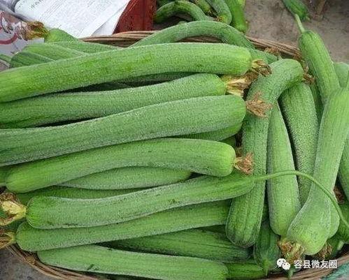 喜欢吃瓜怎么,探寻夏日消暑瓜果的甜蜜诱惑