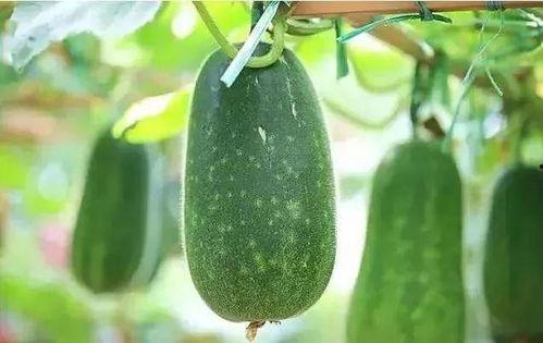 夏吃瓜是什么瓜,探寻夏吃瓜的多样美味